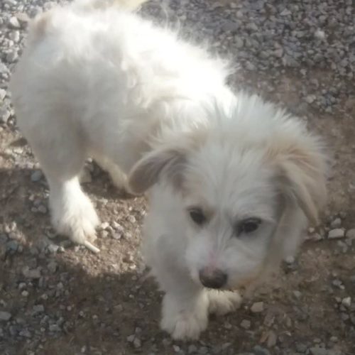 سگ ماده همراه با فرزندش