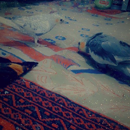 یجفت عروس هلندی دستی