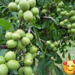 نهال گردو و بادام