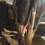 گوساله نر سیمینتال