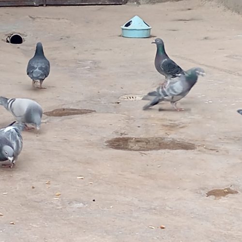 کبوتر مسافتی