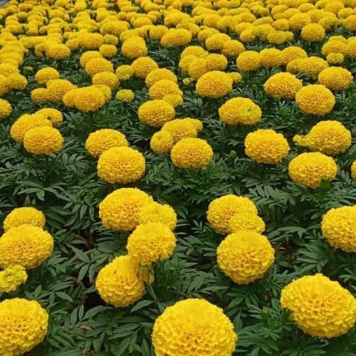 انواع میوه بارقم وصنوبر گل گیاه زینتی واپارتمانی
