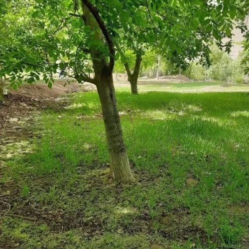 زمین کشاورزی