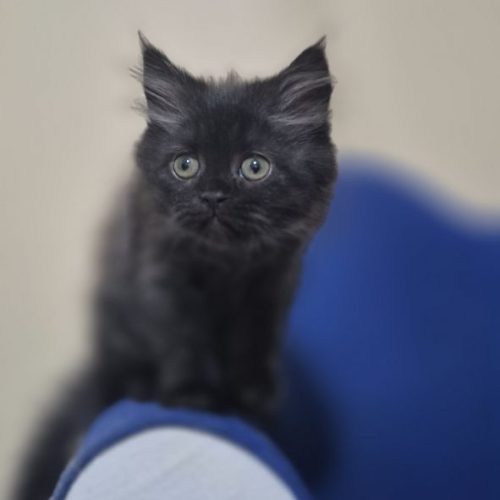 گربه 3ماهه بریتیش