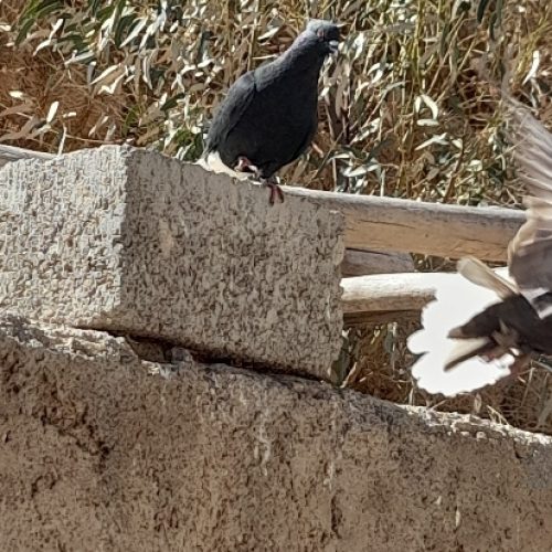 کبوترفروشی