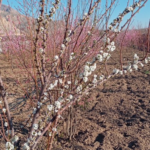 فروش باغ 4 ساله. ثمری .فاروق