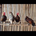 ماکیان زینتی