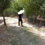 فروش باغ 20ساله