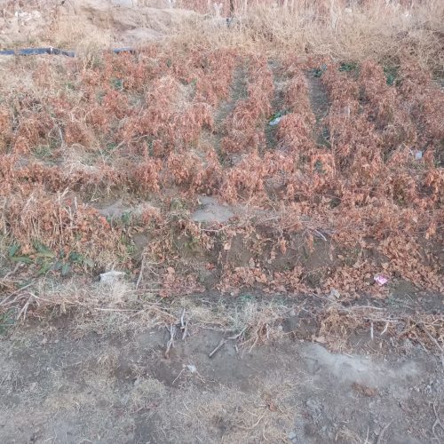 نهال انگور