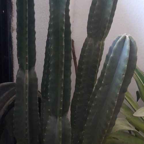 گل وگیاه