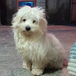 سگ‌ماده‌‌مالتیز