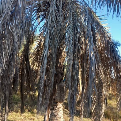 نظافت نخلها هر جای اهواز