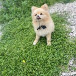 توله زیبای پامرانین خرسی بارنگ قهوه ای 5ماهه پسر😍🤤