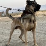 سگ سرابی