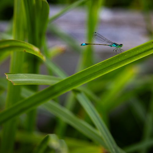 عکاسی فضای باز