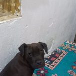 امریکن بولی ماده اصل صددرصدخالص