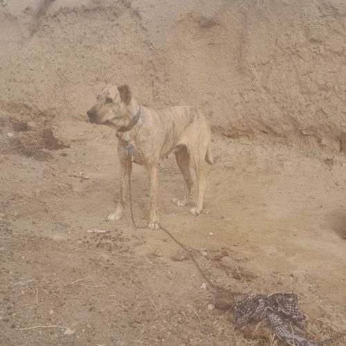 ماده افغانی درجه یک