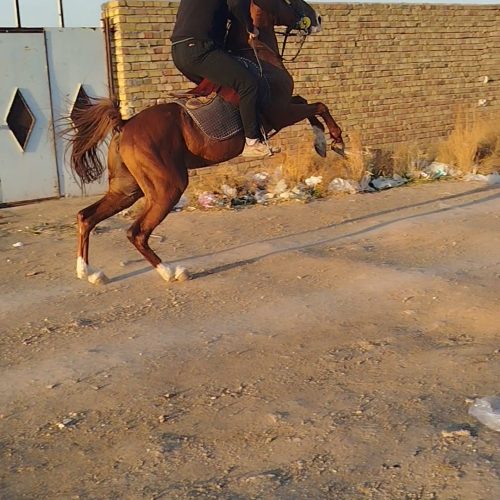 اسب نریان کرد