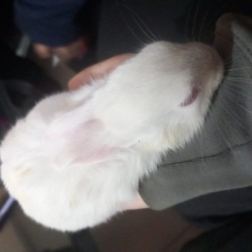 ی مینی خرگوش سفید کوچولو