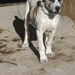 توله آلابای