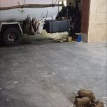 لوله بازکنی و تخلیه چاه شهریار و اندیشه