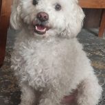 سگ بامزه و دوست داشتنی