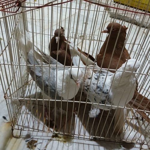 تعدادی کبوتر خوشکل جفتی و نر