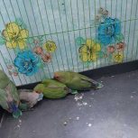 فروش جوجه سرلاکی و دو جفت کوتوله