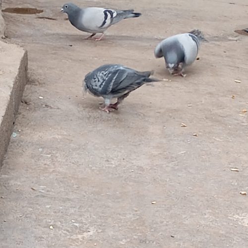 کبوتر مسافتی