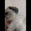 مژدگانی ۵ ملیونی سگ گمشده با ناراحتی قلبی اگر داروهاشو نخوره میمیره