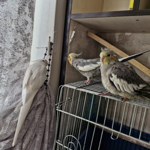 یک جفت عروس هلندی با جوجه