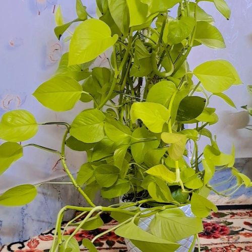 گل پتوس زیبا