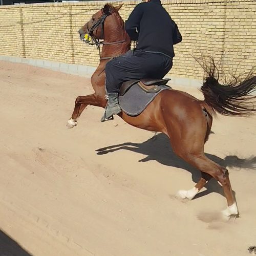 اسب نریان کرد