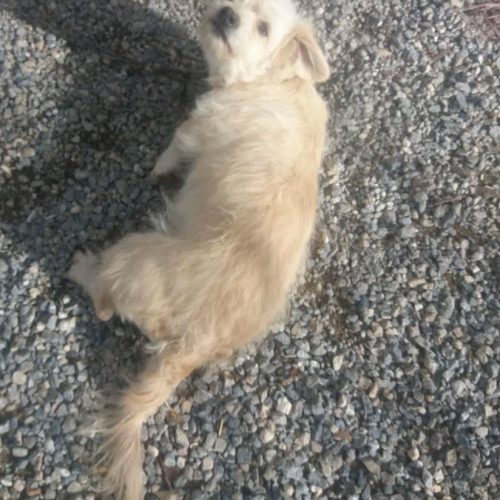 سگ ماده همراه با فرزندش