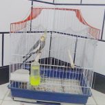 عروس هلندی نر