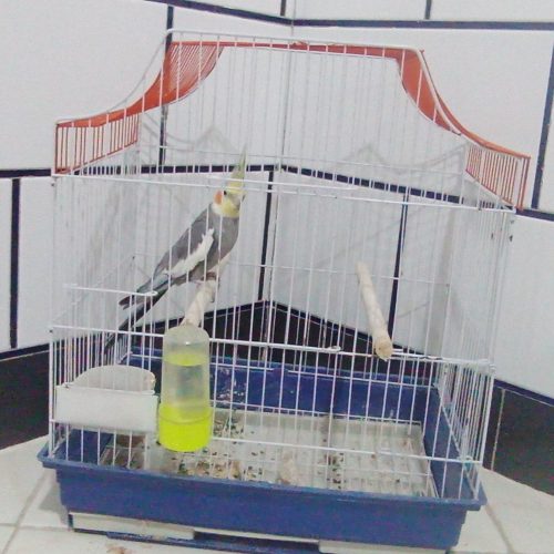 عروس هلندی نر