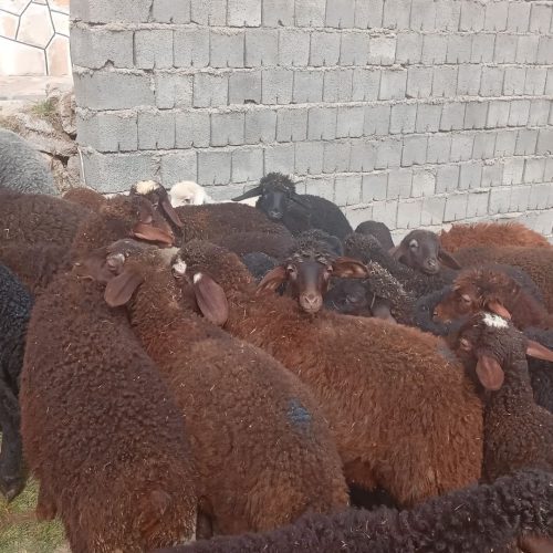 30راس میش وبره