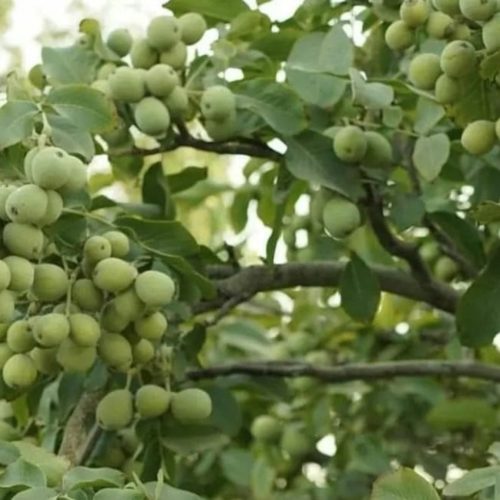 ارقام نهال تضمین