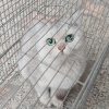 گربه نژاد بریتیش   اسکاتیش