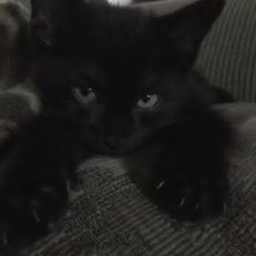 گربه 3ماهه بریتیش