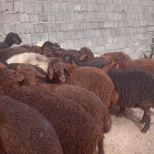 30راس میش وبره