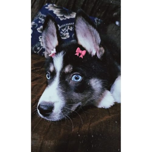 هاسکی سه ماهه