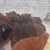 30راس میش وبره