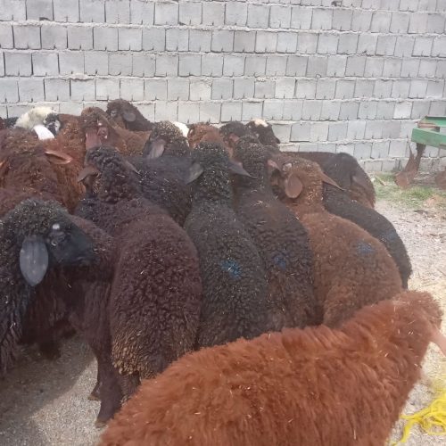 30راس میش وبره