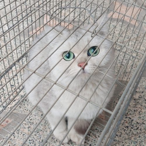 گربه نژاد بریتیش  اسکاتیش