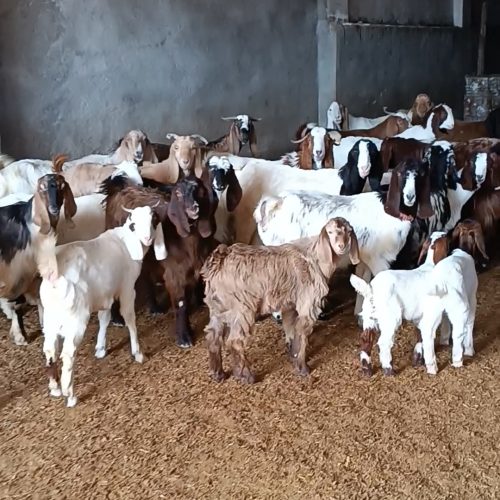 فروش بز گوش دراز بز و بزغاله ونربز