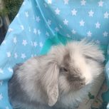 واگزاری رایگان خرگوش