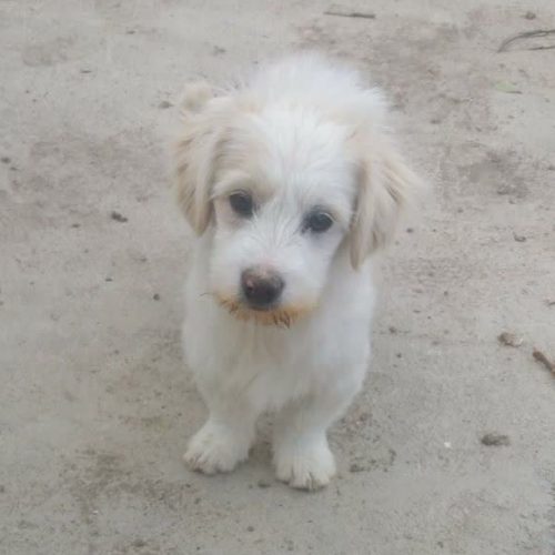 سگ ماده همراه با فرزندش