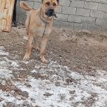 واگذاری نگهبان