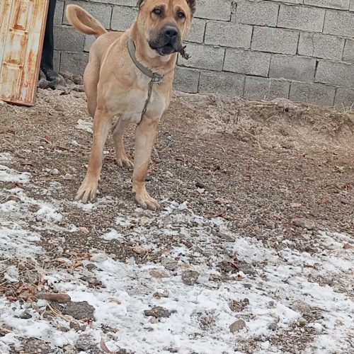 واگذاری نگهبان